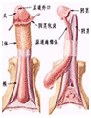 男性不育